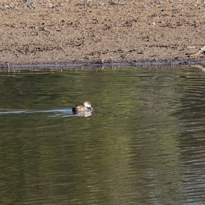 Anas gracilis (Grey Teal) at Burra, NSW - 29 Jun 2025 by AlisonMilton