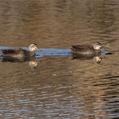 Anas superciliosa (Pacific Black Duck) at Burra, NSW - 29 Jun 2025 by AlisonMilton