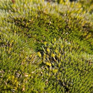 Grimmia sp. at Hawker, ACT - 28 Jun 2025 by sangio7