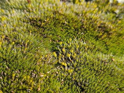 Grimmia sp. (A moss) at Hawker, ACT - 28 Jun 2025 by sangio7