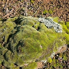 Grimmia sp. at Hawker, ACT - 28 Jun 2025 02:33 PM
