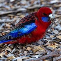 Platycercus elegans (Crimson Rosella) at Acton, ACT - 20 Jun 2025 by AlisonMilton
