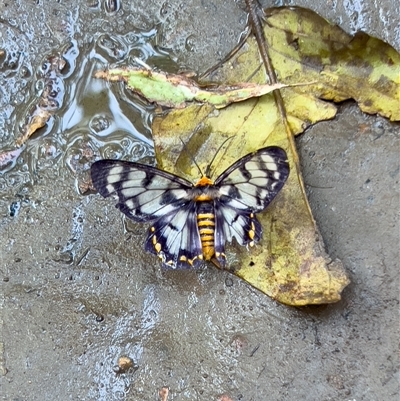 Dysphania numana (Four O'Clock Moth) at Katherine South, NT - 30 Jun 2025 by JimL