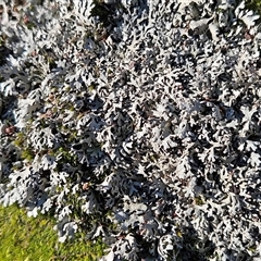 Lichen - foliose at Hawker, ACT - 28 Jun 2025 by sangio7