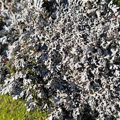 Lichen - foliose at Hawker, ACT - 28 Jun 2025 by sangio7