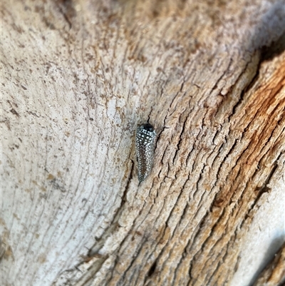 Symphyta (suborder) at Baranduda, VIC - 30 Jun 2025 by DeanoThommo
