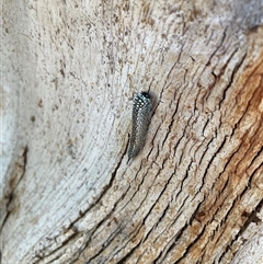 Pterygophorinae (subfamily) at Baranduda, VIC - 30 Jun 2025 03:39 PM