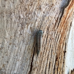 Pterygophorinae (subfamily) at Baranduda, VIC - 30 Jun 2025 03:39 PM