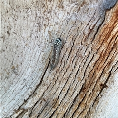 Pterygophorinae (subfamily) at Baranduda, VIC - 30 Jun 2025 03:39 PM