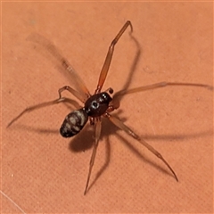 Steatoda sp. (genus) by HelenCross