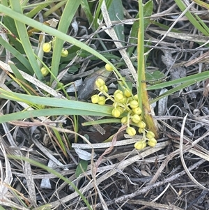 Lomandra filiformis subsp. coriacea (Wattle Matrush) at Yass River, NSW - 26 Oct 2024 by JaneR
