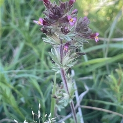 Parentucellia latifolia (Red Bartsia) at Yass River, NSW - 26 Oct 2024 by JaneR