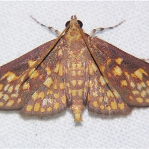 Trigonobela nebridopepla at Abergowrie, QLD - 20 Oct 2008 11:23 PM