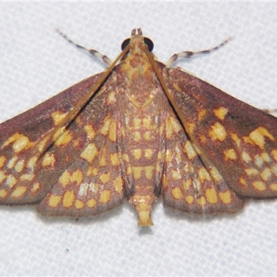 Trigonobela nebridopepla (A Crambid moth (Spilomelinae) at Abergowrie, QLD - 20 Oct 2008 by PJH123