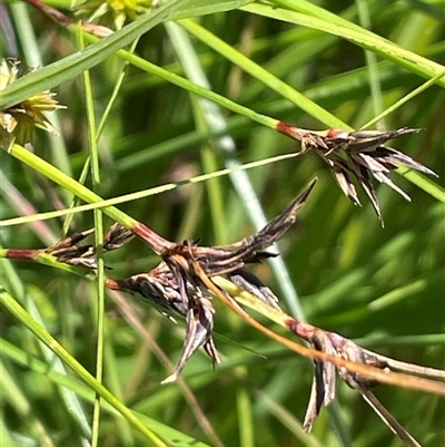 Schoenus apogon (Common Bog Sedge) at Wheeo, NSW - 18 Dec 2024 by JaneR