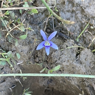 Isotoma fluviatilis subsp. australis (Swamp Isotome) at Wheeo, NSW - 18 Dec 2024 by JaneR