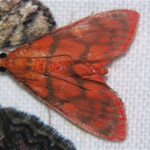 Hyalobathra minialis (A Crambid moth (Pyraustinae) at Abergowrie, QLD - 20 Oct 2008 by PJH123