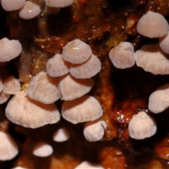 Crepidotus sp. at Paddys River, ACT - 26 Jun 2025 by TimL