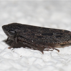 Putoniessa sp. (genus) (A leafhopper) at Lawson, ACT - 28 Apr 2025 by TimL
