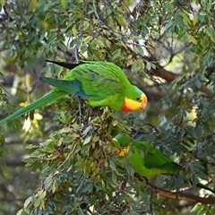 Polytelis swainsonii (Superb Parrot) at Amaroo, ACT - 27 Jun 2025 by davidcunninghamwildlife