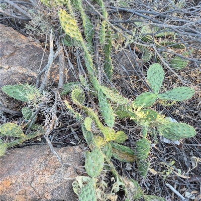 Opuntia sp. at Tibooburra, NSW - 2 Jul 2025 by MB