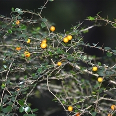 Pittosporum multiflorum (Orange Thorn) at Jamberoo, NSW - 30 Jun 2025 by plants