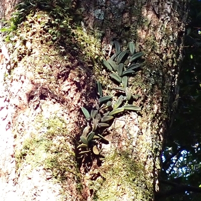 Dockrillia linguiformis (Thumb-nail Orchid) at Jamberoo, NSW - 12 Jun 2025 by plants