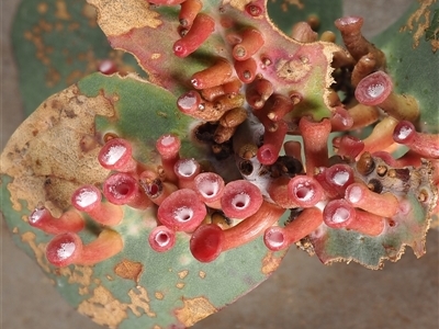 Apiomorpha sp. (genus) (A gall forming scale) at Kambah, ACT - 30 Jun 2025 by Heinol
