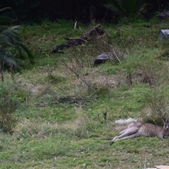 Macropus giganteus (Eastern Grey Kangaroo) at Surf Beach, NSW - 30 Jun 2025 by LyndalT