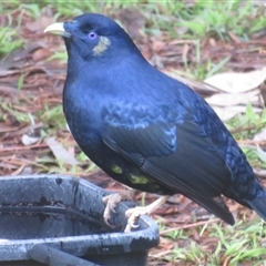 Ptilonorhynchus violaceus (Satin Bowerbird) at Flynn, ACT - 25 Jun 2025 by Christine