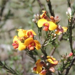 Dillwynia sericea (Egg And Bacon Peas) at Kowen, ACT - 26 Oct 2024 by MichaelBedingfield