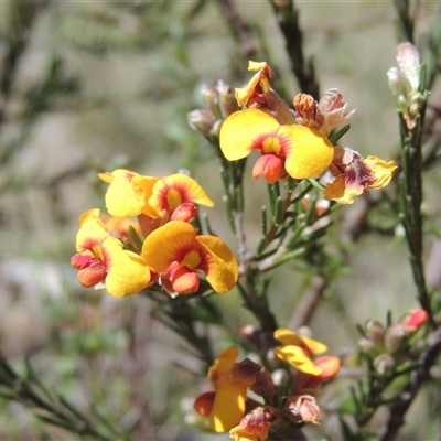 Dillwynia sericea (Egg And Bacon Peas) at Kowen, ACT - 26 Oct 2024 by MichaelBedingfield