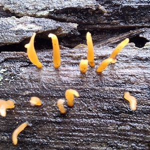 Calocera sp. (A stagshorn fungus) by Dron