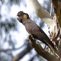 Zanda funerea (Yellow-tailed Black-Cockatoo) at Paddys River, ACT - 8 May 2025 by TimL