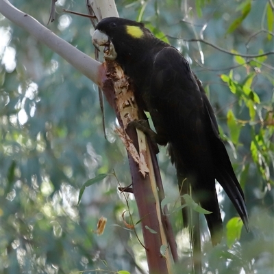 Zanda funerea (Yellow-tailed Black-Cockatoo) at Paddys River, ACT - 8 May 2025 by TimL