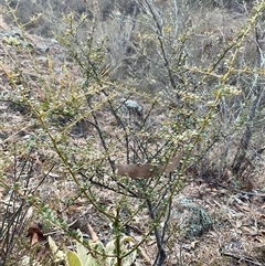 Bursaria spinosa (Native Blackthorn, Sweet Bursaria) at Denman Prospect, ACT - 30 Jun 2025 by Jennybach