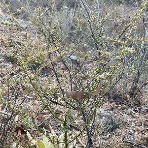 Bursaria spinosa at Denman Prospect, ACT - 30 Jun 2025 04:16 PM