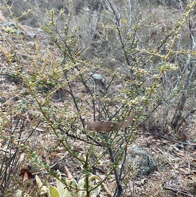 Bursaria spinosa (Native Blackthorn, Sweet Bursaria) at Denman Prospect, ACT - 30 Jun 2025 by Jennybach