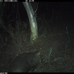 Vombatus ursinus (Bare-nosed Wombat) at Crowther, NSW - 1 May 2025 by Frecko