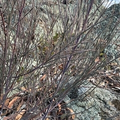 Unverified Plant at Denman Prospect, ACT - 30 Jun 2025 by Jennybach