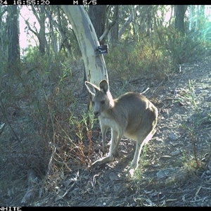 Macropus giganteus (Eastern Grey Kangaroo) at Crowther, NSW - 24 Apr 2025 by Frecko