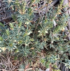 Melichrus urceolatus (Urn Heath) at Denman Prospect, ACT - 30 Jun 2025 by Jennybach