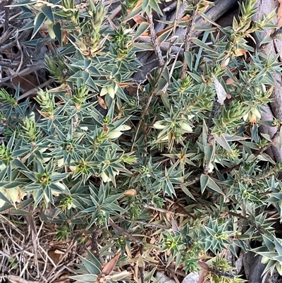 Melichrus urceolatus (Urn Heath) at Denman Prospect, ACT - 30 Jun 2025 by Jennybach