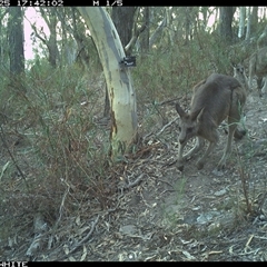 Macropus giganteus (Eastern Grey Kangaroo) at Crowther, NSW - 25 Apr 2025 by Frecko