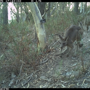 Macropus giganteus (Eastern Grey Kangaroo) at Crowther, NSW - 25 Apr 2025 by Frecko