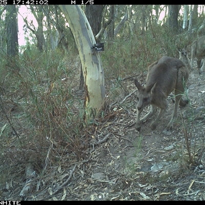 Macropus giganteus (Eastern Grey Kangaroo) at Crowther, NSW - 25 Apr 2025 by Frecko