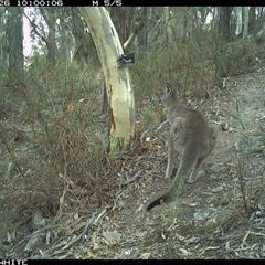 Macropus giganteus (Eastern Grey Kangaroo) at Crowther, NSW - 26 Apr 2025 by Frecko