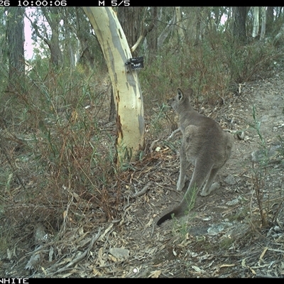 Macropus giganteus (Eastern Grey Kangaroo) at Crowther, NSW - 26 Apr 2025 by Frecko