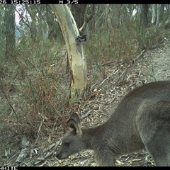 Macropus giganteus (Eastern Grey Kangaroo) at Crowther, NSW - 26 Apr 2025 by Frecko