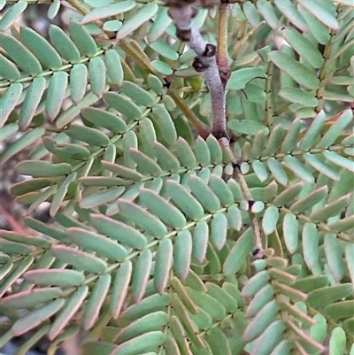 Acacia rubida (Red-stemmed Wattle, Red-leaved Wattle) at Denman Prospect, ACT - 30 Jun 2025 by Jennybach